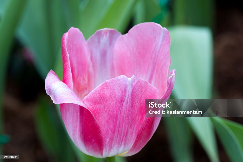 Tulip flower Tulip blooming in the garden Agricultural Field Stock Photo