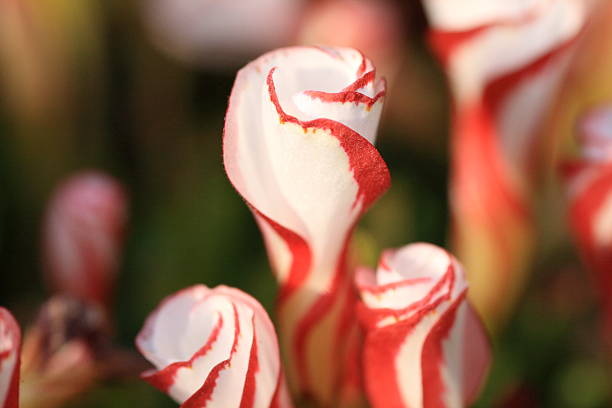 Oxalis versicolor These flowers are like coloful candy Cane wood sorrel stock pictures, royalty-free photos & images