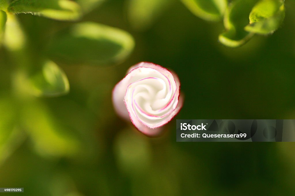 Oxalis versicolor These flowers are like coloful candy Cane Animals In The Wild Stock Photo
