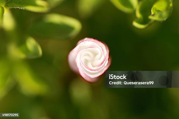 Oxalis Versicolor Stock Photo - Download Image Now - Animals In The Wild, Arts Culture and Entertainment, Backgrounds