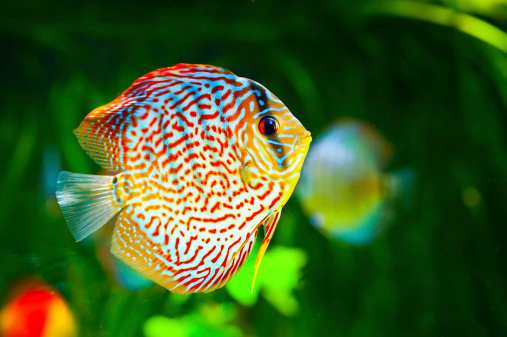 Symphysodon discus in an aquarium on a green background