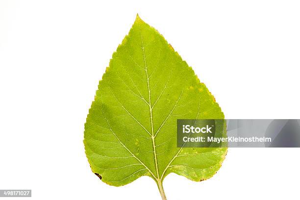 Plant Leaf Stock Photo - Download Image Now - Decoration, Horizontal, Leaf