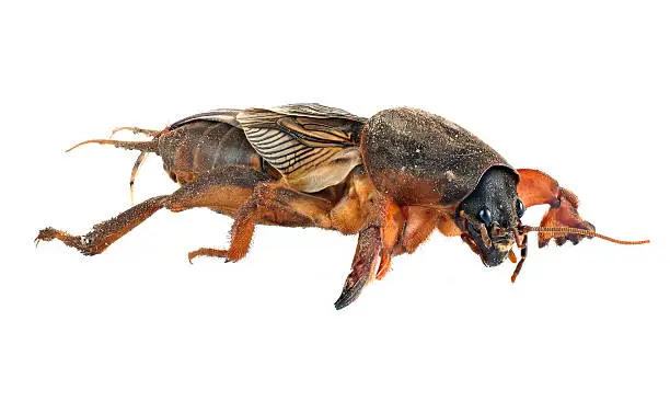 Agricultural garden pestÂ  it is isolated on a white background by closeup