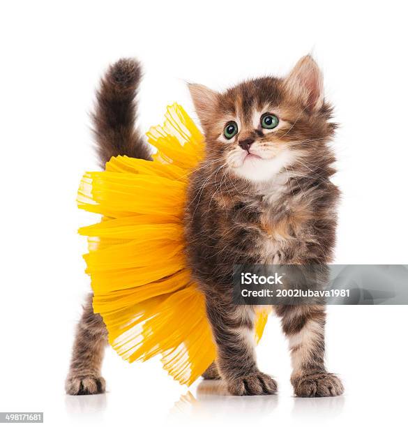 Süße Kätzchen Stockfoto und mehr Bilder von Hauskatze - Hauskatze, Ballettröckchen, Katzenjunges