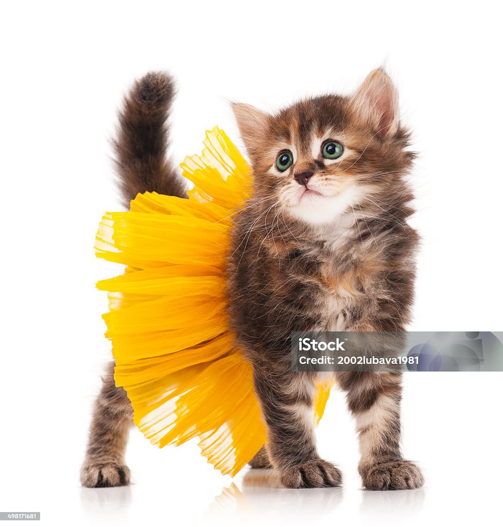 Cute Kitten Stock Photo - Download Image Now - Domestic Cat, Tutu ...