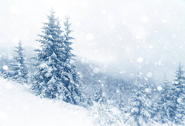 istock Spruce Tree foggy Forest Covered by Snow in Winter Landscape. 498171756