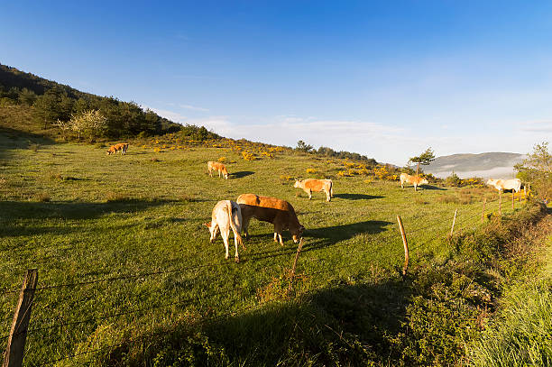 istock Cows grazing on a green summer meadow 498173043