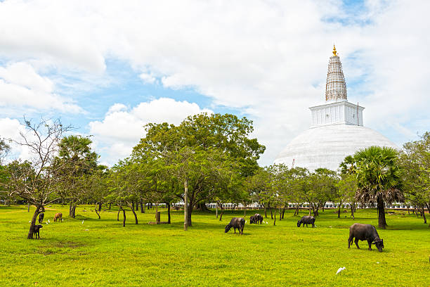 Ruvanvelisaya Dagoba in Anuradhapura Ruwanwelisaya Chedi in the sacred city of Anuradhapura from distance, in front green park, trees and cows grazing against bright sky, Sri Lanka. anuradhapura photos stock pictures, royalty-free photos & images