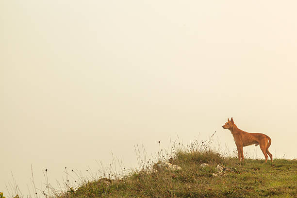 podenco portugués - podenco foto e immagini stock