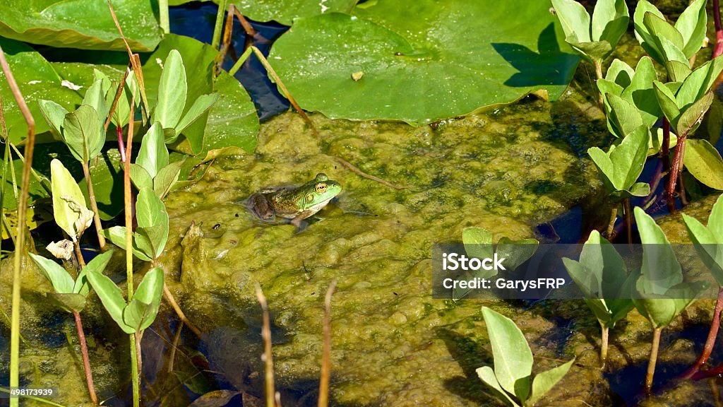 Rã verde sentada no Lago Almofada de Lírio de água Jardim de Oregon - Royalty-free Alga Foto de stock