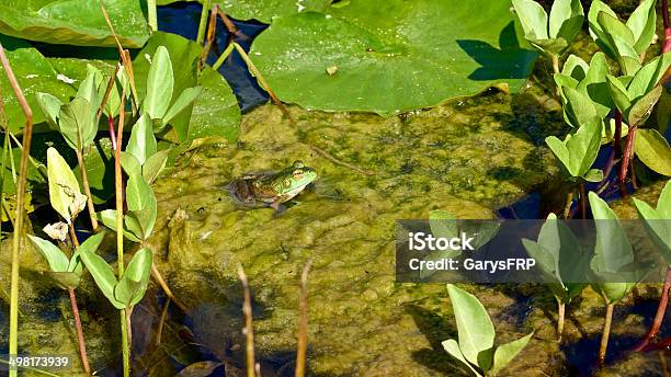 Rã Verde Sentada No Lago Almofada De Lírio De Água Jardim De Oregon - Fotografias de stock e mais imagens de Alga