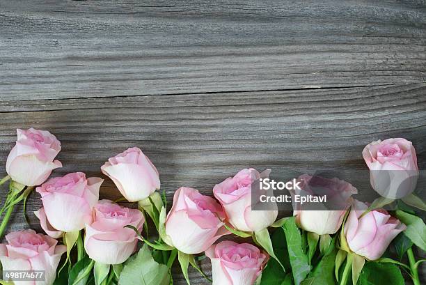 Pink Roses Stock Photo - Download Image Now - Arrangement, Beauty, Border - Frame