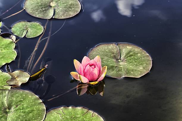 waterlily and reflection stock photo