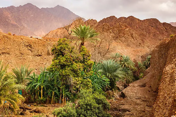 Photo of Al Hajar Mountains, United Arab Emirates - A Frequently Missed Arabian Desert Wadi, Replete With Date Palms And Fruit Trees, Virtually In The Middle Of Nowhere.