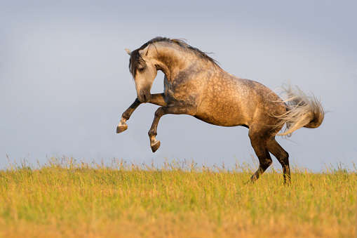 Beautiful stallion run gallop in the meadow