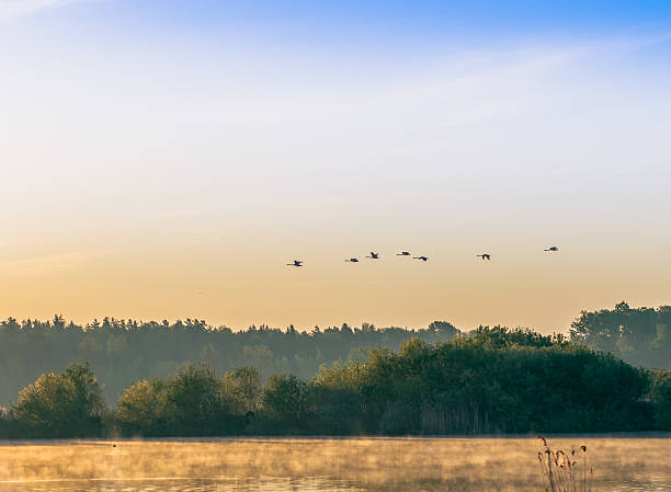istock flock of swans 498176089