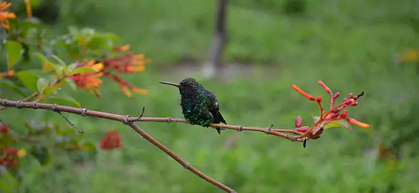 Small green Hummingbird perched on a tree limb
