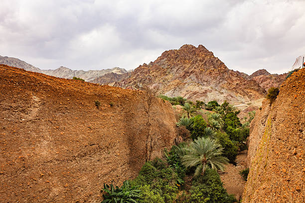istock UAE: date palms and fruit trees in Arabian desert wadi. 498186986