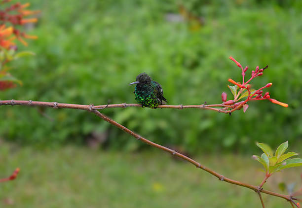 Small green Hummingbird perched on a tree limb