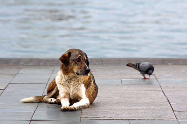 Cute dog in Istanbul, Turkey.