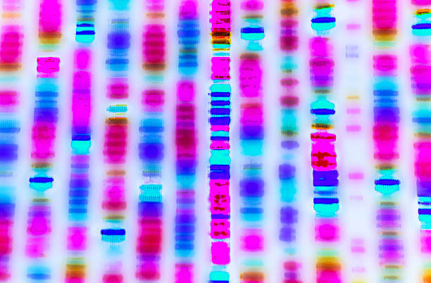 séquence d'adn - dna chromosome genetic research research photos et images de collection
