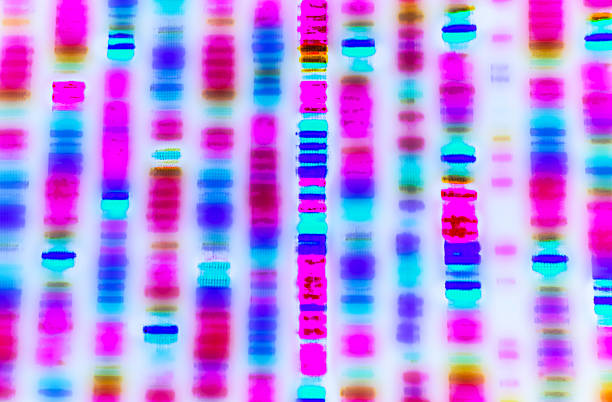 sequenza del dna - ricerca genetica foto e immagini stock