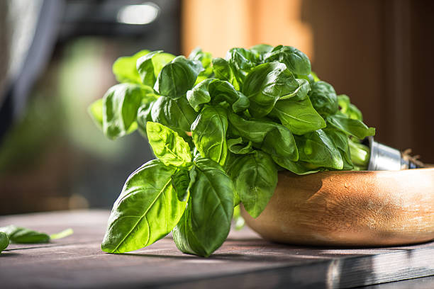 Albahaca fresca orgánicos - foto de stock