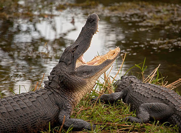 American Alligators American Alligator with mouth wide open on grassy bank in Everglades National Park everglades national park photos stock pictures, royalty-free photos & images