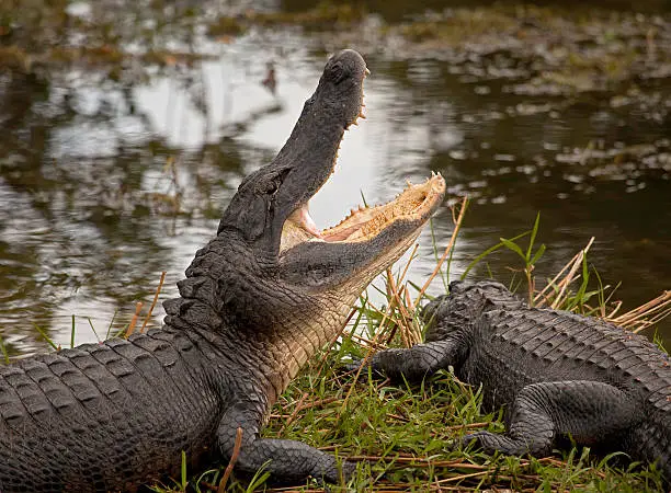 American Alligator with mouth wide open on grassy bank in Everglades National Park