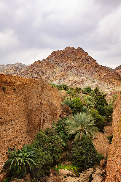 istock UAE: date palms and fruit trees in Arabian desert wadi. 498191892