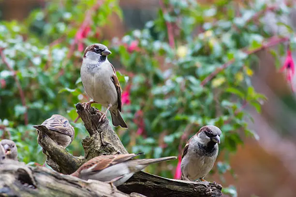 House sparrows perched on a tree trunck