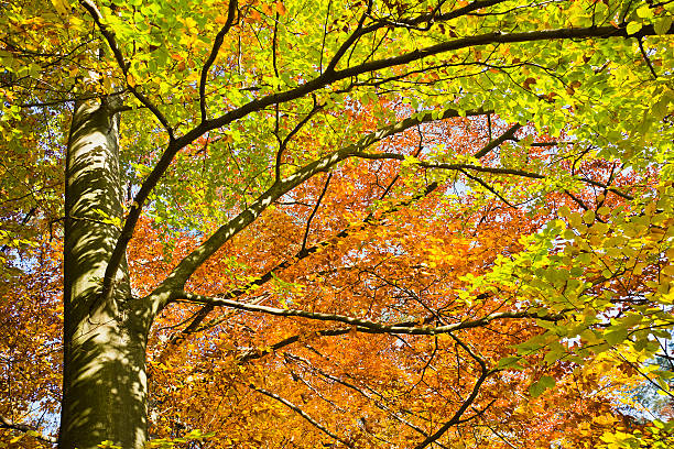 istock Forest in the beautiful autumn colors on a sunny day 498193312