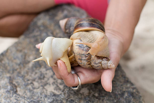 istock Snails in the women's hand near stone 498195810
