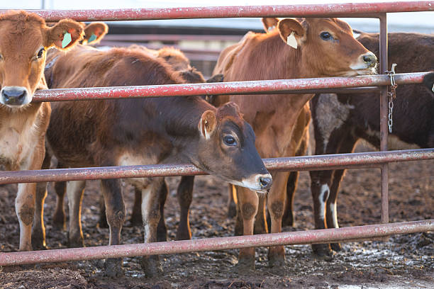 istock Brown cows in Central California 498196974