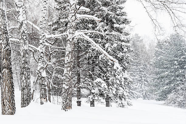 istock Winter Landscape with Branches of Pine Tree covered in Snow 498197056