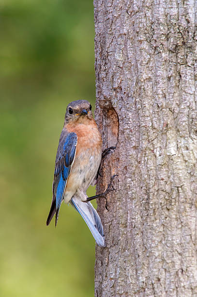 istock Eastern bluebird at the nest entrance 498197394