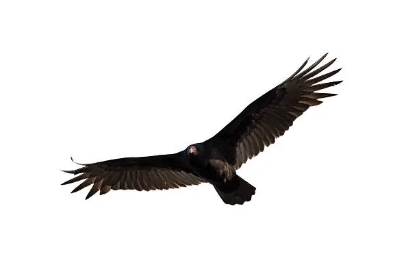 Turkey vulture in flight on white background.