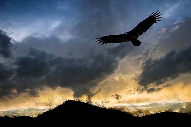 istock Bird of Prey Flying High 498198546