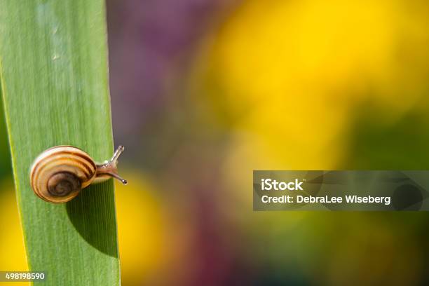 Brave New World Stock Photo - Download Image Now - 2015, Animal, Animal Shell