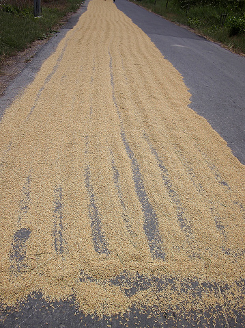 Paddy rice being dried on road in countryside