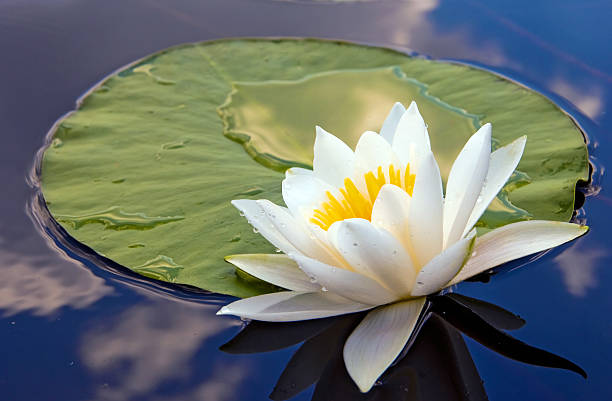 ホワイトのリリー - water lily lily water flower ストックフォトと画像
