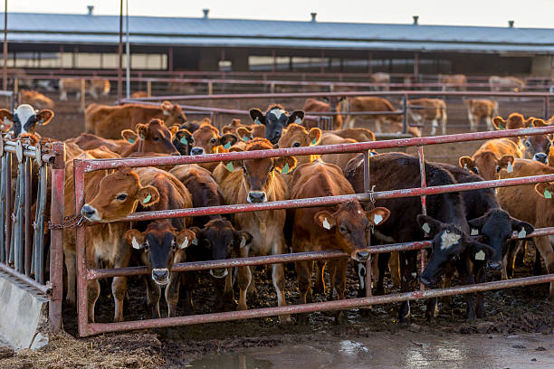 istock Brown cows in Central California 498201058