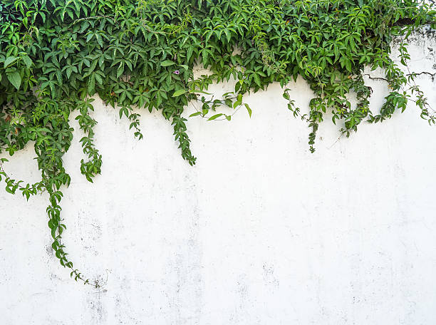 istock ivy leaves isolated on a white background 498201656