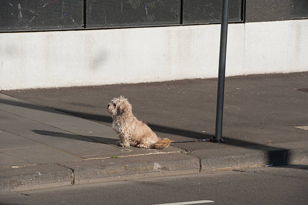 While the owner goes into a building to attend to business, he ties his dog to a pole on the pavement. The shaggy little dog sits patiently waiting for the re-appearance ...