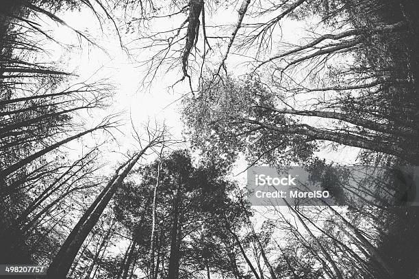 Photo libre de droit de Forêt Sombre Treetops banque d'images et plus d'images libres de droit de Branche - Partie d'une plante - Branche - Partie d'une plante, Épais, Anxiété