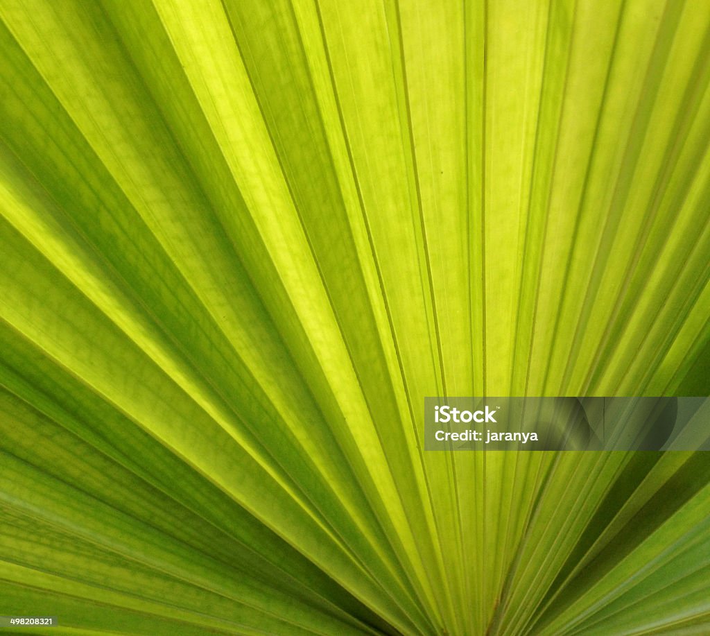 Folha de Palmeira - Foto de stock de Arbusto royalty-free