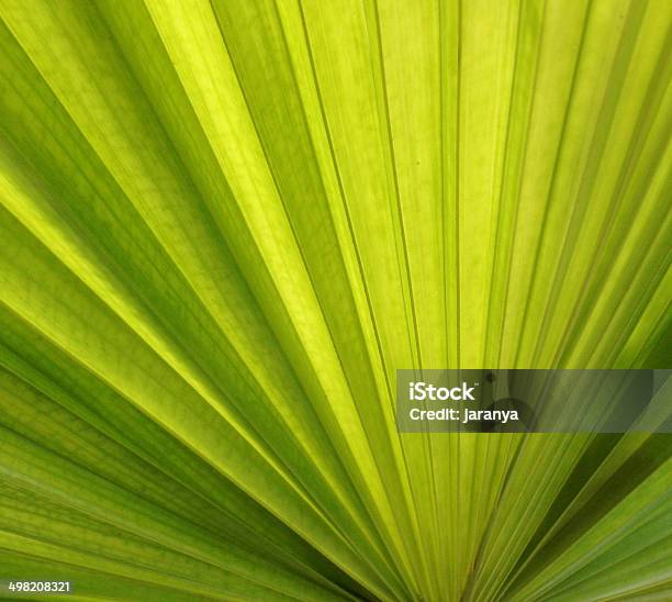 Folha De Palmeira - Fotografias de stock e mais imagens de Ao Ar Livre - Ao Ar Livre, Arbusto, Arte, Cultura e Espetáculo