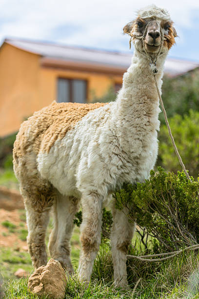 istock Kind Bolivian Lama 498209183