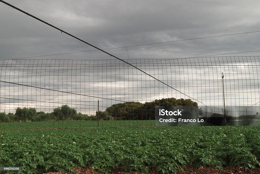 Kartoffeln Pflanzen. - Lizenzfrei Agrarbetrieb Stock-Foto