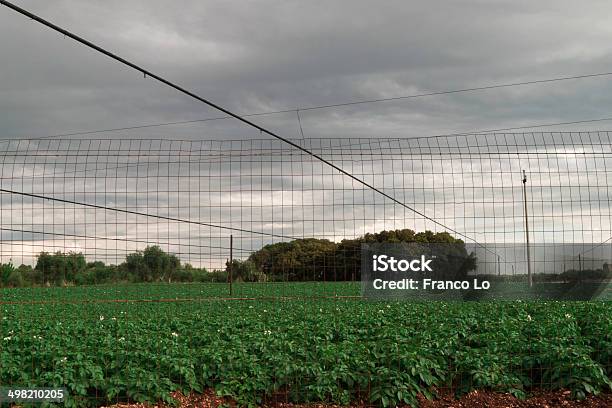 Kartoffeln Pflanzen Stockfoto und mehr Bilder von Agrarbetrieb - Agrarbetrieb, Altokumulus, Apulien